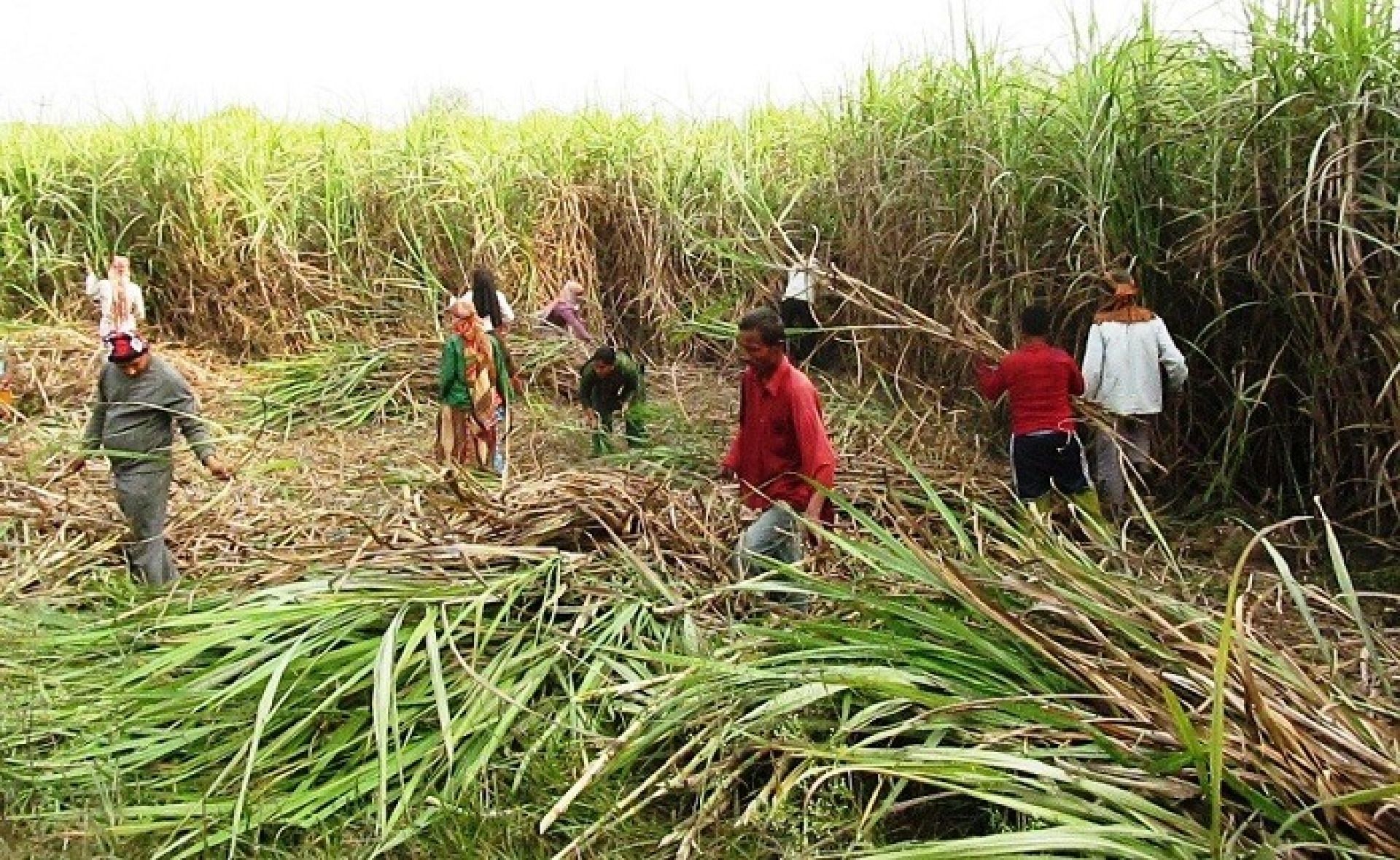 उखु किसानको खातामा सिधै प्रोत्साहन अनुदान वितरणका लागि नयाँ कार्यविधि